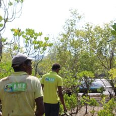 Préservation de la mangrove à Mayotte